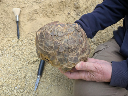 Un oeuf de dinosaure d&eacute;couvert dans l'H&eacute;rault