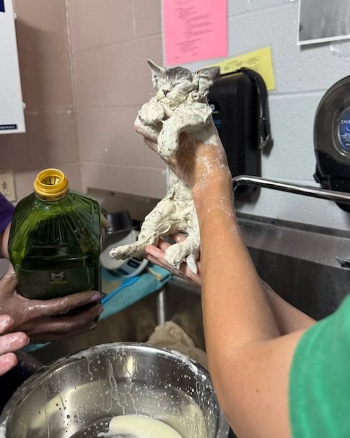 Le chaton d&eacute;couvert dans un seau de colle 