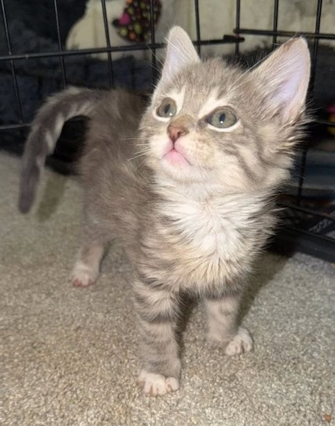 Le chaton d&eacute;couvert dans un seau de colle 
