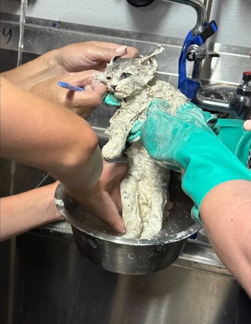 Le chaton d&eacute;couvert dans un seau de colle 