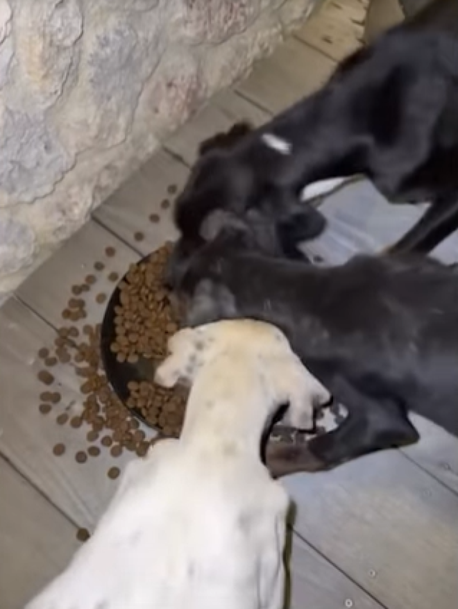 Les chiens abandonn&eacute;s mangent