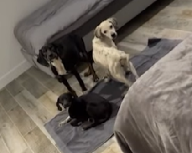 Les chiens abandonn&eacute;s