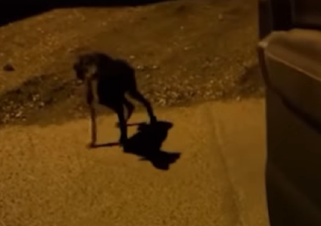 Un chien abandonn&eacute;