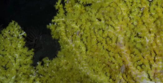 Corallizoanthus aureus