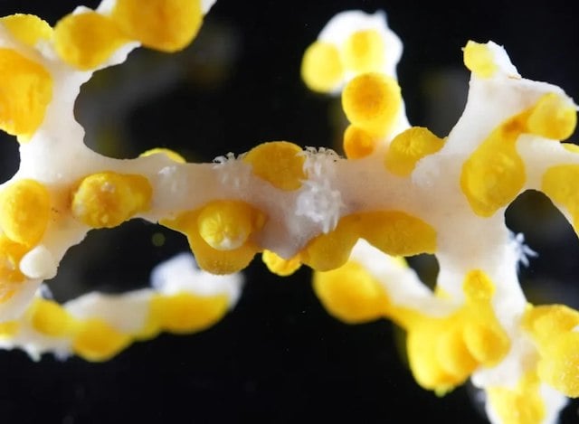 Corallizoanthus aureus