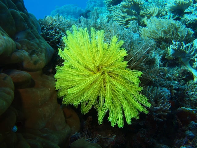 Corallizoanthus aureus