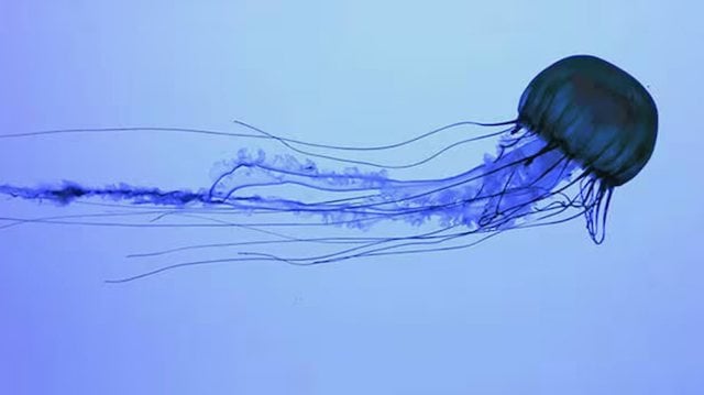 Une m&eacute;duse-bo&icirc;te