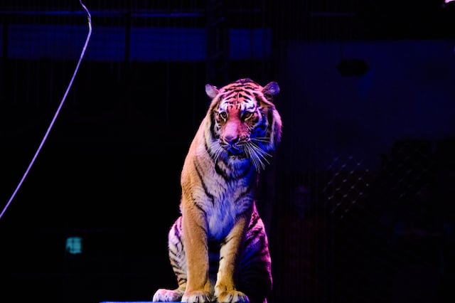Un tigre en plein num&eacute;ro de cirque