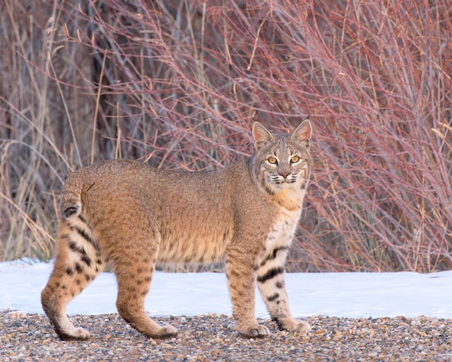 Un lynx roux dans la nature
