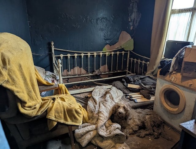 Capture d'&eacute;cran montrant les chiens entass&eacute;s 