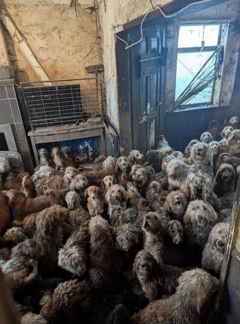 Capture d'&eacute;cran montrant les chiens entass&eacute;s 