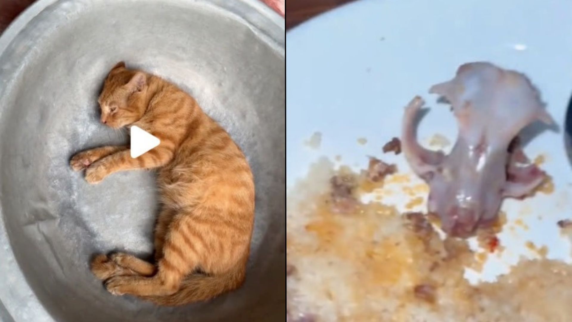 Un chat dans un saladier et un cr&acirc;ne de lapin dans une assiette