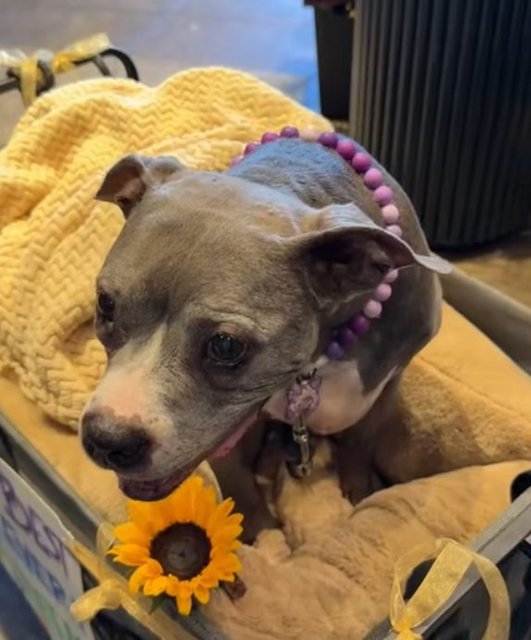 Capture d'&eacute;cran TikTok 