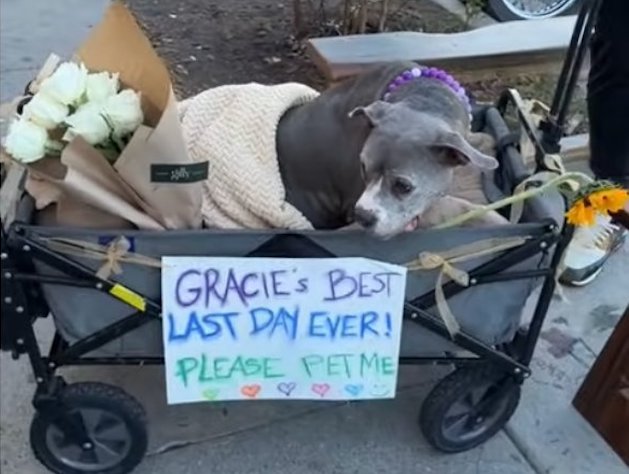 Capture d'&eacute;cran TikTok 