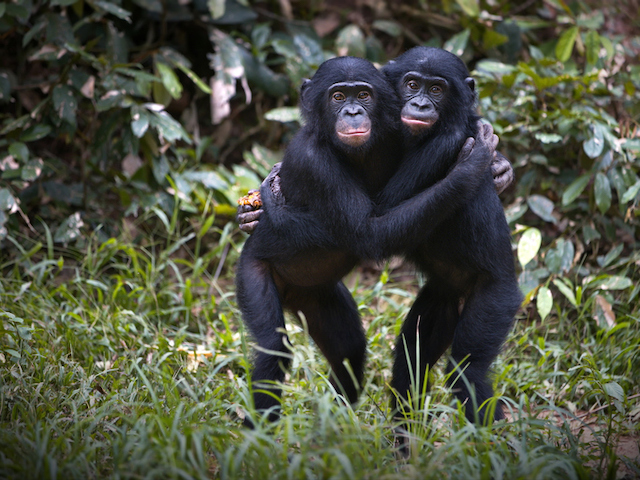 Deux bonobos