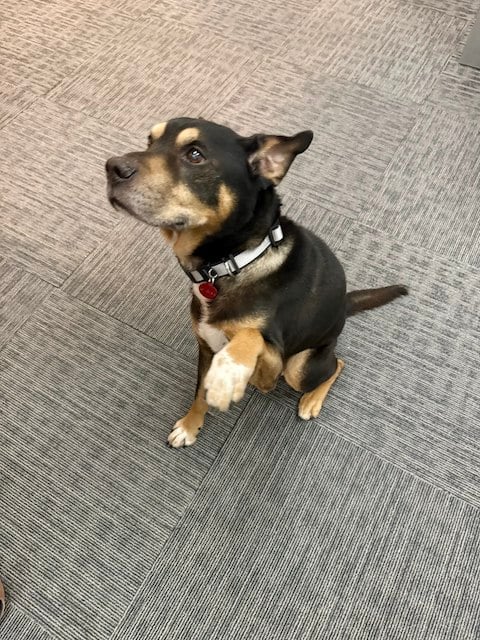 Lil Graig, le chien adopt&eacute; par la police 