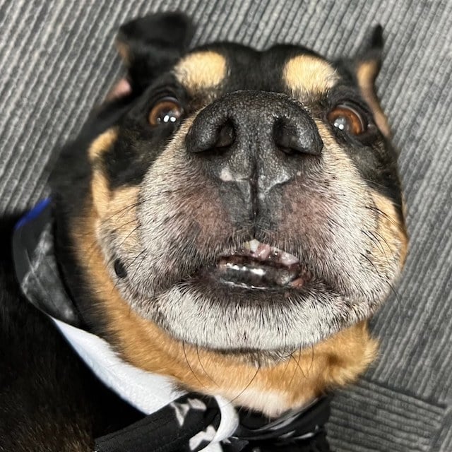 Lil Graig, le chien adopt&eacute; par la police 