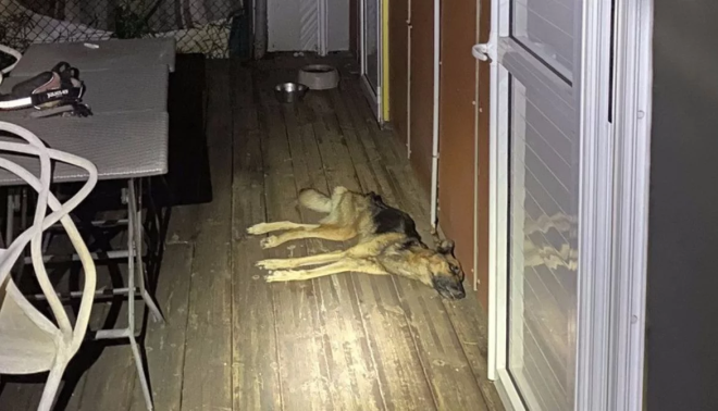 La chienne d&eacute;c&eacute;d&eacute;e