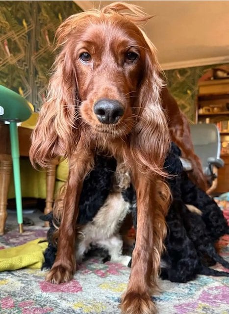 Marigold et ses petits