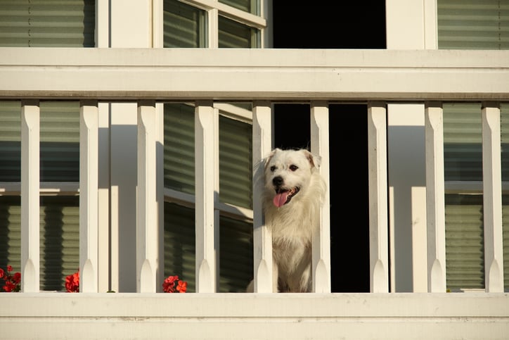 Un chien sur un balcon