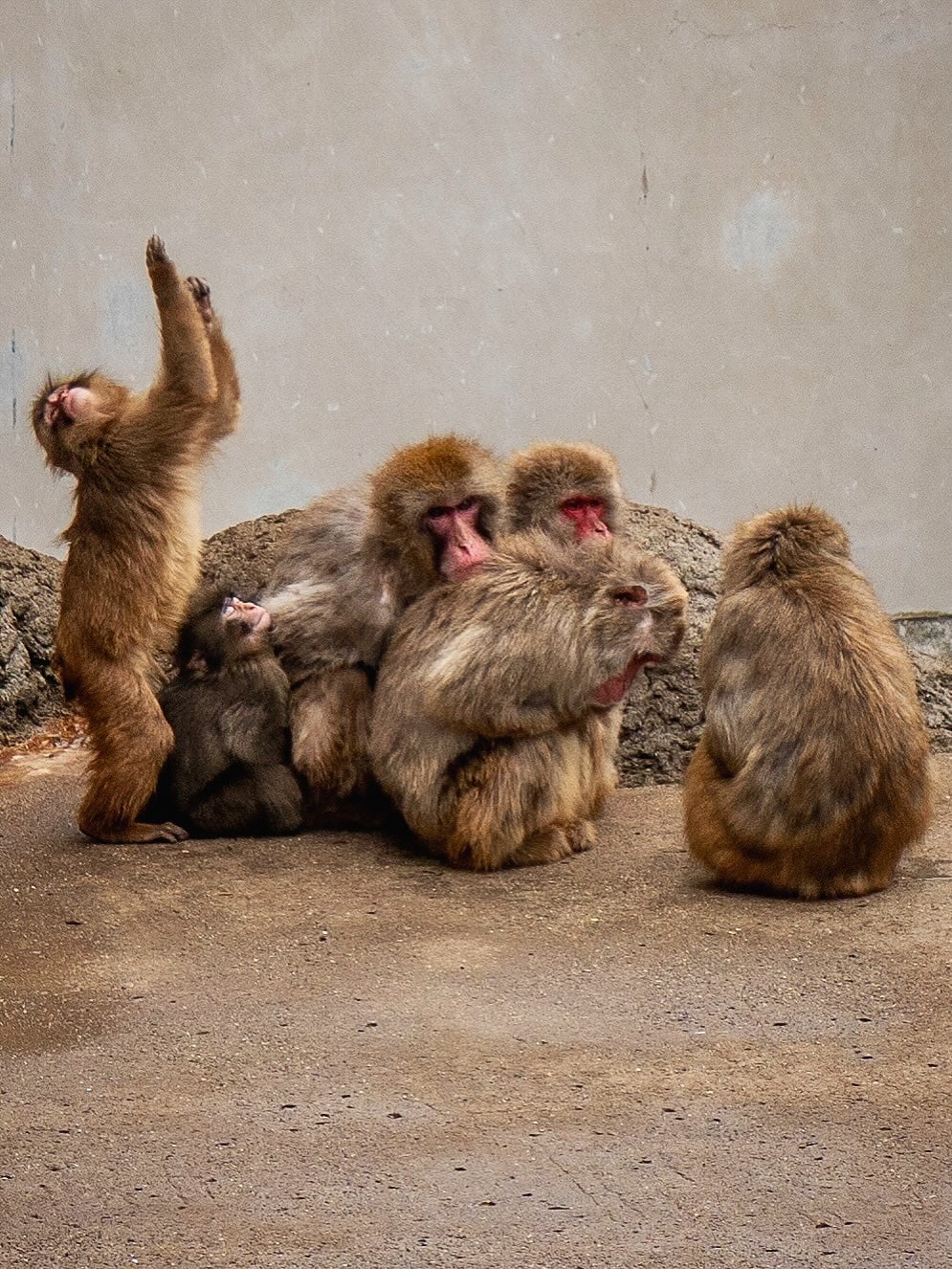 Le petit singe Punch