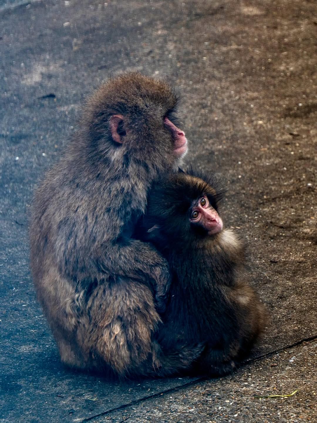 Le petit singe Punch