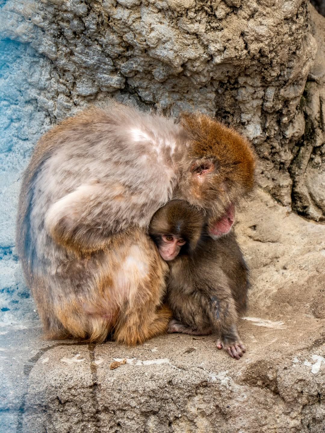 Le petit singe Punch