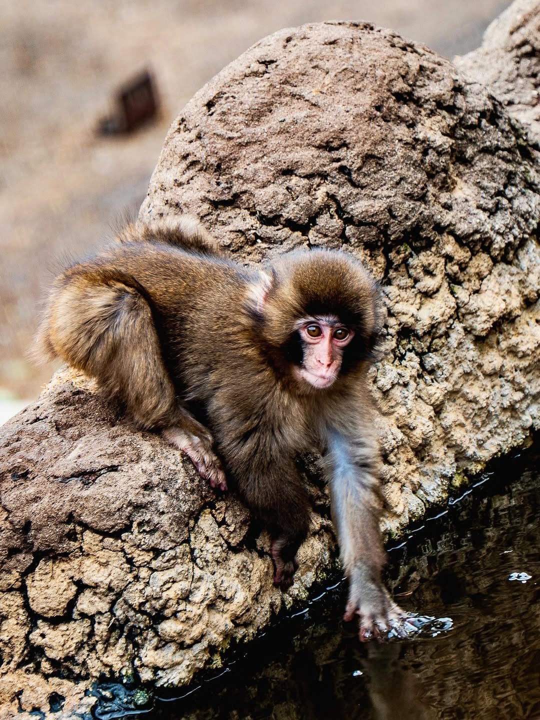 Le petit singe Punch