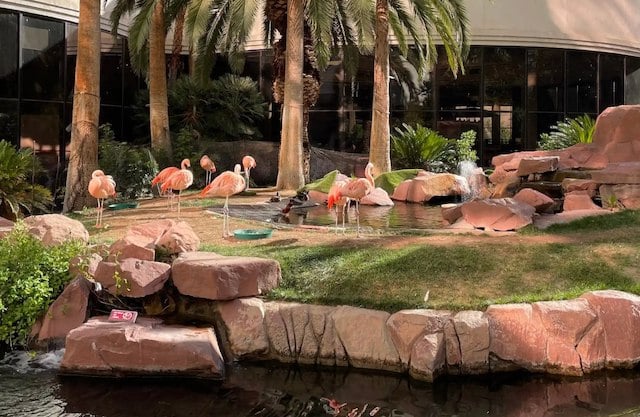 Enclos des flamants roses