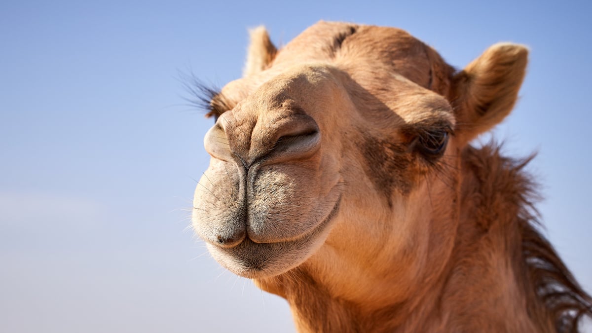 Gros plan chameau