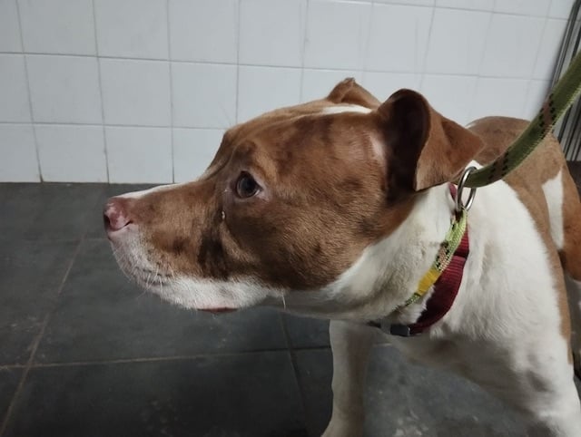 Blacki, le chien secouru par Action Protection Animale 