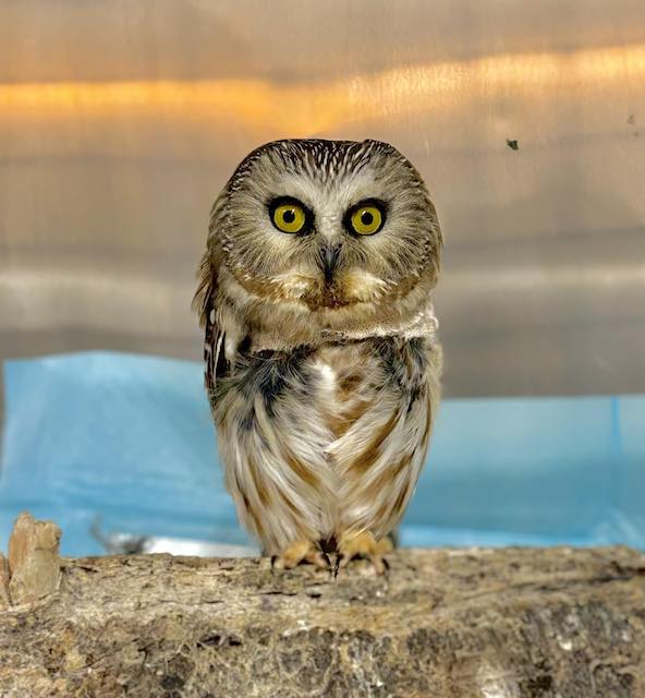 La chouette secourue