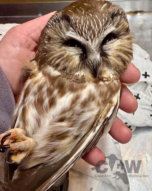 La chouette secourue