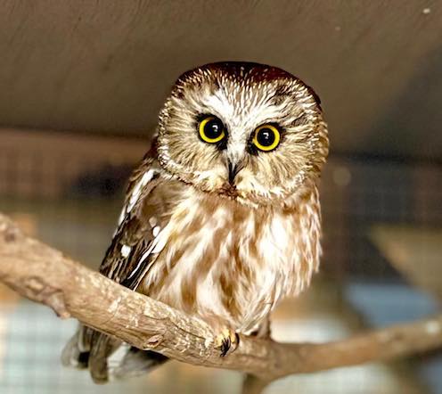 La chouette secourue