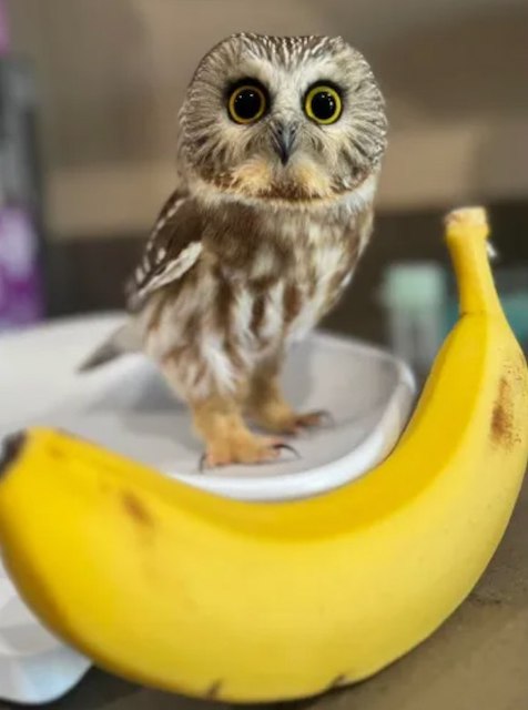 La chouette secourue