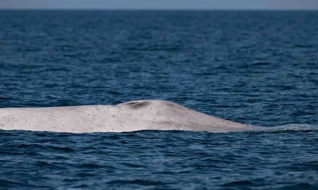 La baleine bleue albinos observ&eacute;e au Mexique 