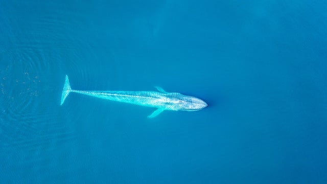 Vue a&eacute;rienne baleine bleue