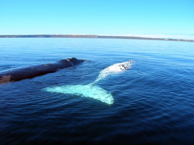 Baleine albinos