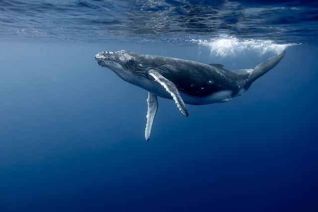 Baleine bleue
