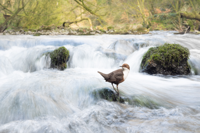 Un oiseau dans une rivi&egrave;re