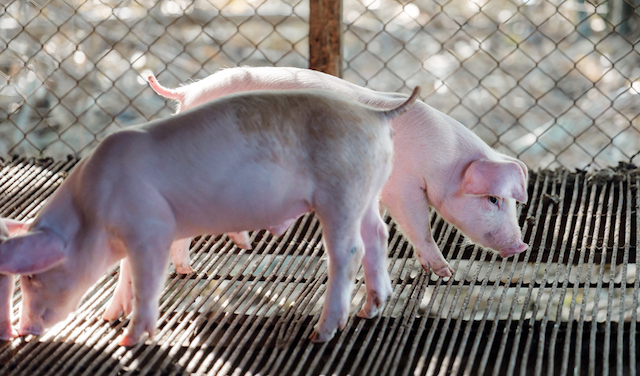 Deux cochons dans un enclos 