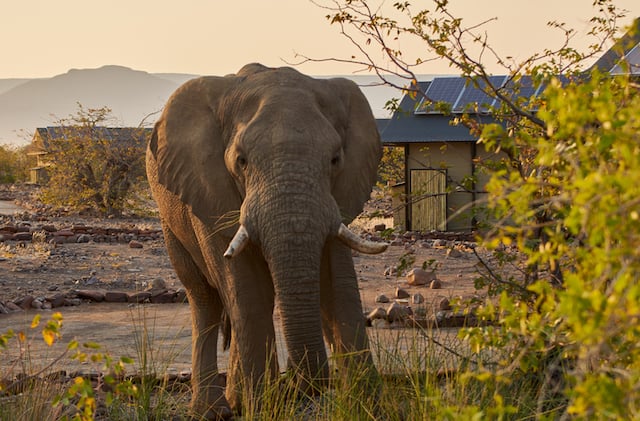 Un &eacute;l&eacute;phant sauvage dans un village