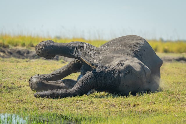 Un &eacute;l&eacute;phant allong&eacute;