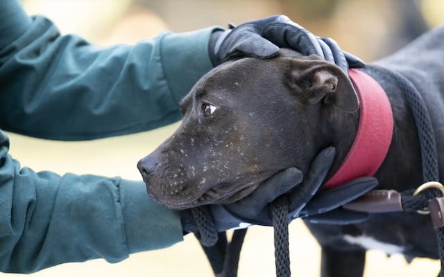 Capture d'écran montrant un chien survivant 