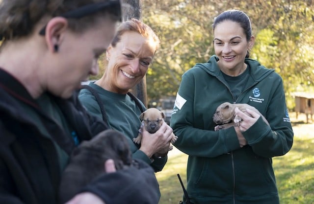 Capture d'écran montrant des chiots survivants