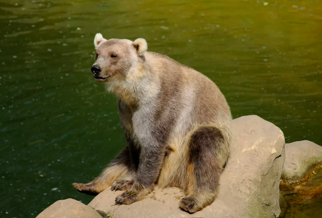 Le "grolar" ou "pizzly"