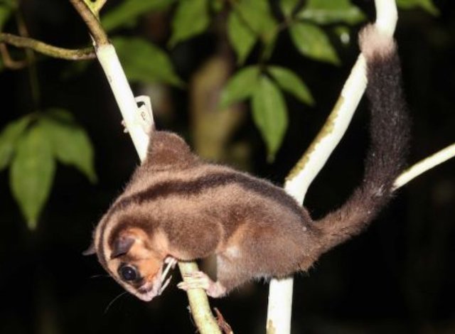 Une femelle Dactylonax kambuayai