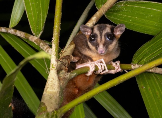 Dactylonax kambuayai