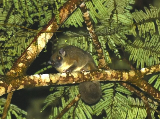 Un planeur &agrave; queue annel&eacute;e