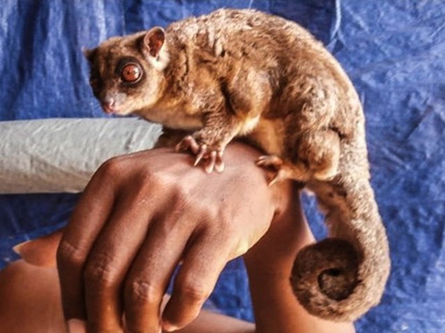 Un planeur &agrave; queue annel&eacute;e